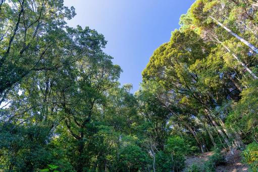 秋空の蓮ヶ池史跡公園 森林,森,葉の写真素材