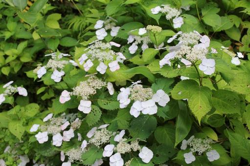 あじさい152 あじさい152 あじさい,アジサイ,紫陽花の写真素材