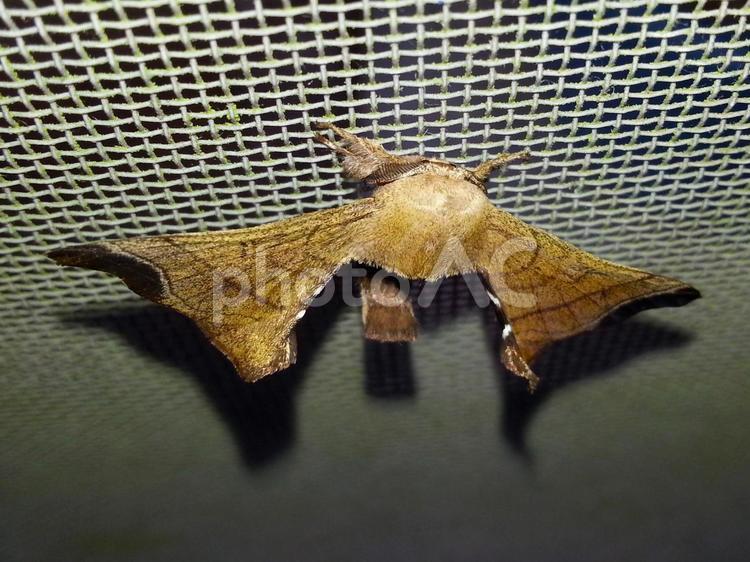 蛾（クワコ） クワコ,野蚕,桑子の写真素材