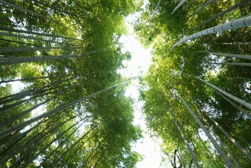 竹林からの眺め① 竹林からの眺め①の写真