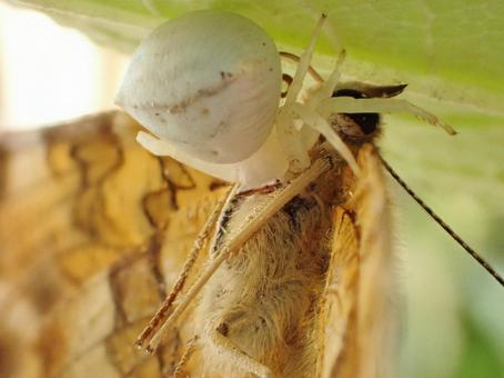 蝶を捕食するアズチグモ② アズチグモ,捕食,蝶の写真素材