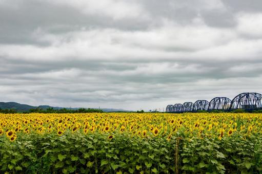 ヒマワリと鉄橋⑶ ヒマワリと鉄橋⑶ 夏,花,ヒマワリの写真素材