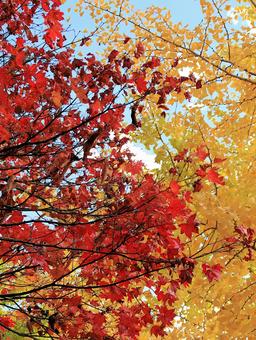 11月河口湖畔の紅葉 紅葉,秋,もみじの写真素材