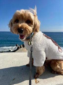 マルプー　けんけん マルプー,犬,まるぷーの写真素材