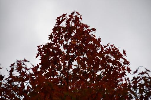 紅葉 紅葉の写真