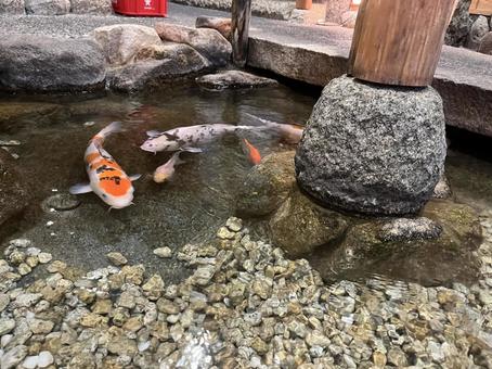 鯉 鯉,ニシキゴイ,コイの写真素材