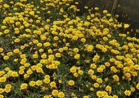 幸せの黄色い花 幸せの黄色い花の写真