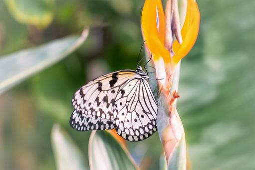 花にとまるオオゴマハラ 花にとまるオオゴマハラの写真
