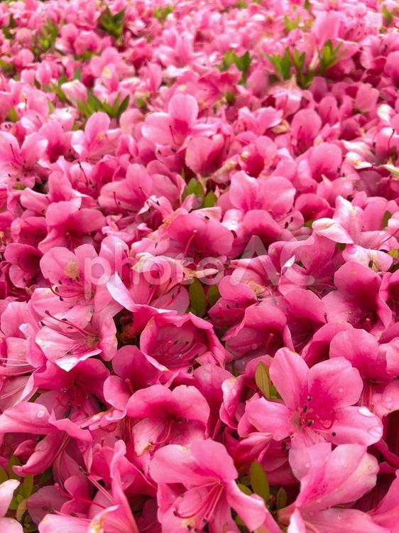 たくさんのツツジ つつじ,花びら,ピンクの写真素材
