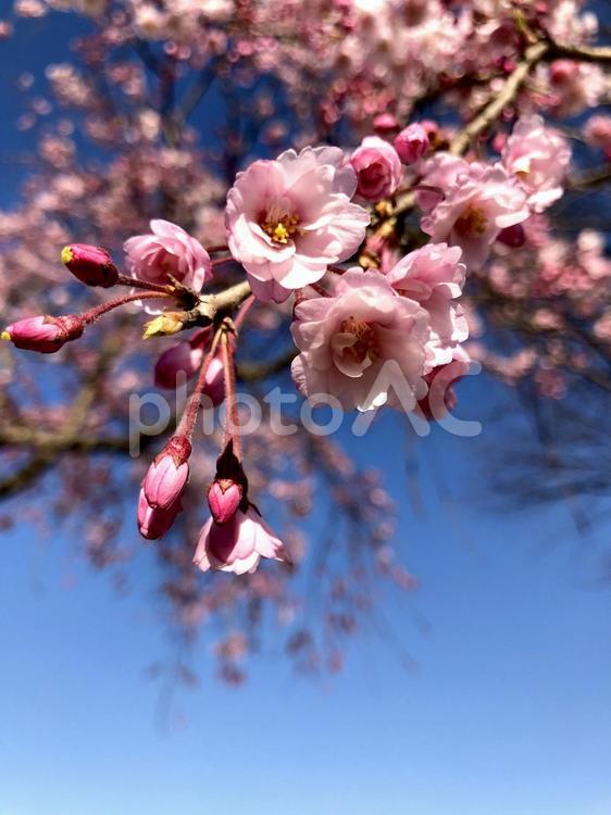 桜の季節 桜の季節,桜,季節の写真素材
