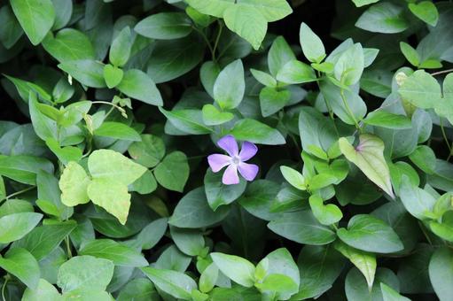 植えてはいけないと言われても可憐な花 植えてはいけないと言われても可憐な花の写真