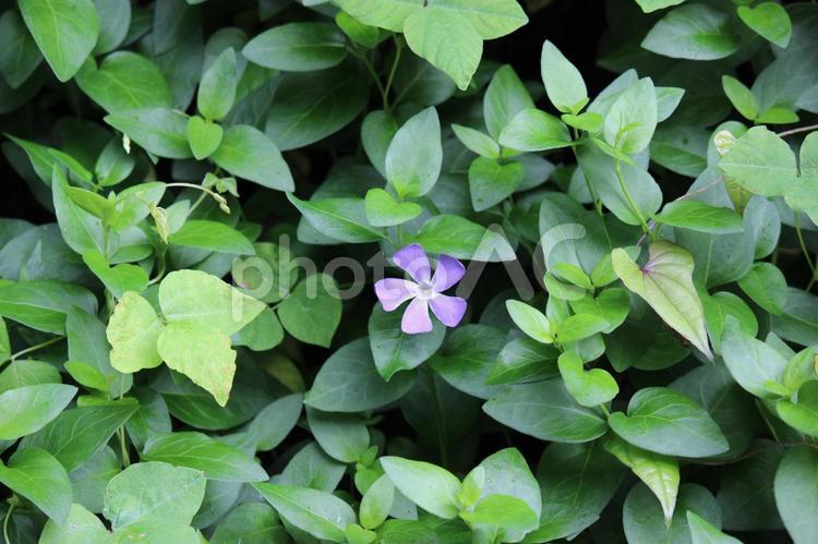 植えてはいけないと言われても可憐な花 花,可憐,青の写真素材