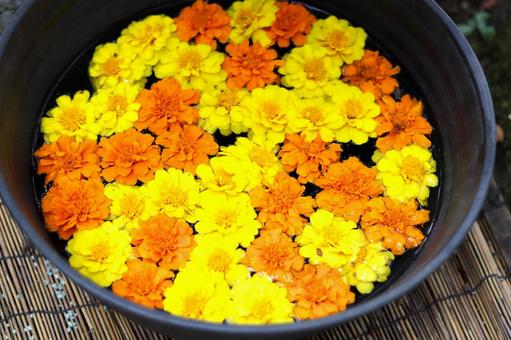 水面に浮かぶマリーゴールド マリーゴールド,花,花手水の写真素材