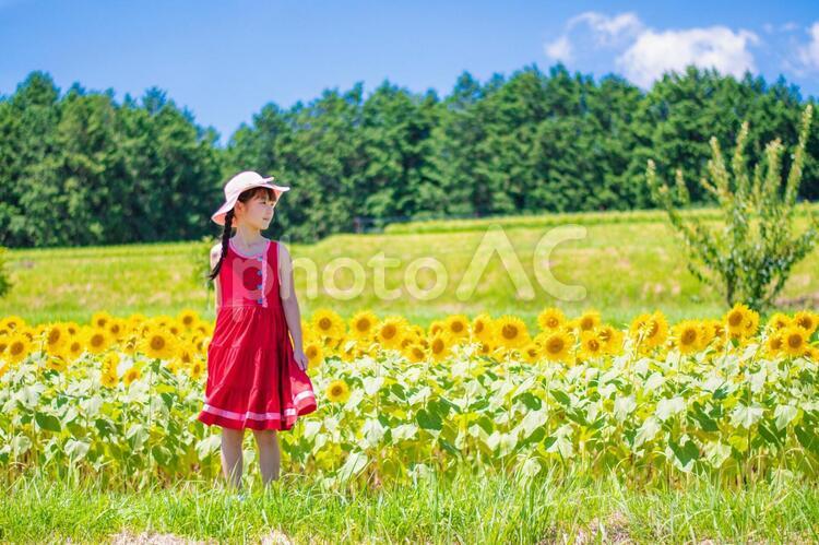 ひまわり畑と横を向く女の子 向日葵,子供,元気の写真素材