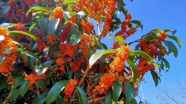 キンモクセイと青空 キンモクセイ,金木犀,青空の写真素材