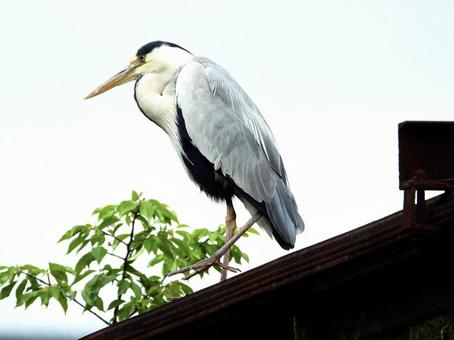 A heron standing on an abandoned railway line, JPG