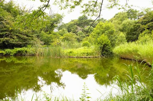 水生植物園 東京都 1 水生植物園 東京都 1の写真