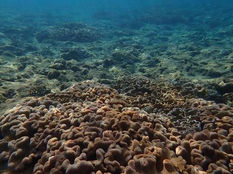 サンゴ礁 サンゴ礁 海,魚,スキューバダイビングの写真素材