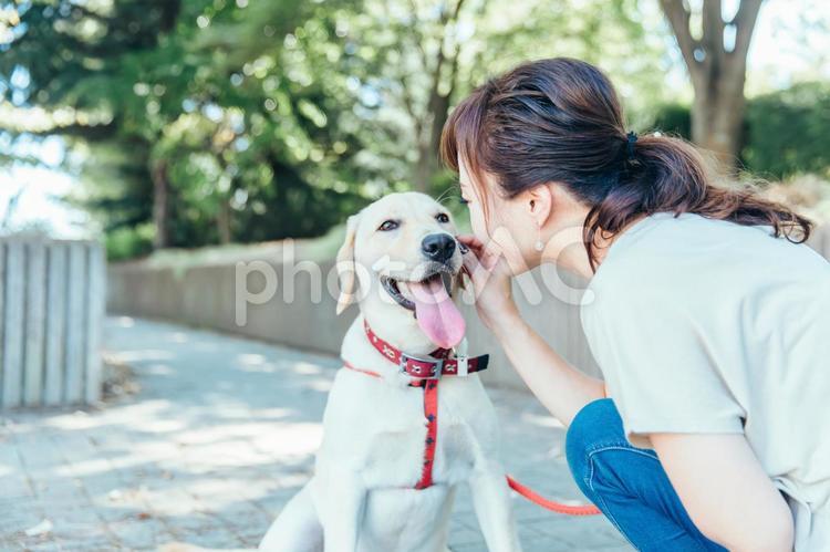 飼い主と散歩する犬 犬,犬の散歩,散歩の写真素材