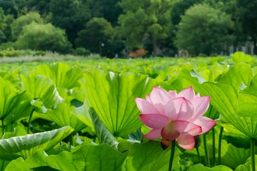 lotus, JPG lotus, JPG