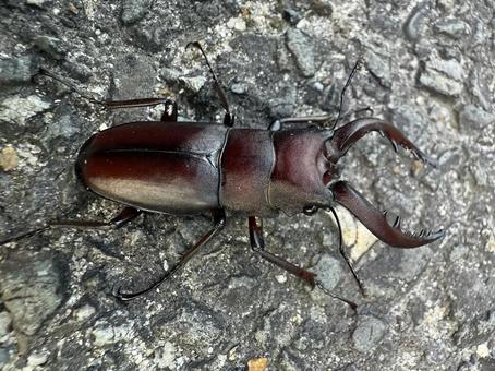 ノコギリクワガタ ノコギリクワガタ クワガタ,昆虫採集,ノコギリクワガタの写真素材