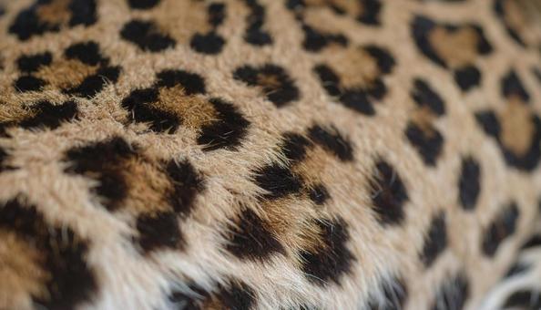 レオパード ヒョウ柄 茶系 レオパード ヒョウ柄 茶系の写真