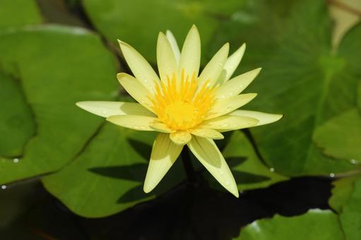 Photo, water lily, natural, water lily family, 