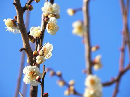 梅の花と青空 梅の花と青空の写真