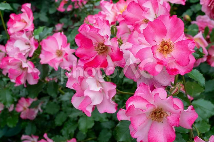 変わり種のバラ 薔薇,ピンク,花の写真素材
