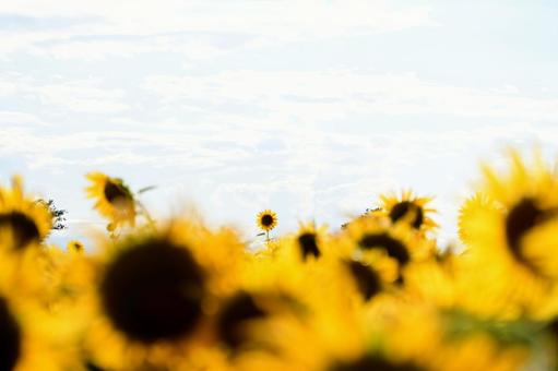 The summer sky beyond the sunflowers, JPG
