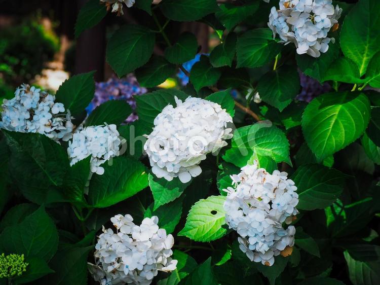 あじさいの登壇 あじさい,6月,梅雨の写真素材