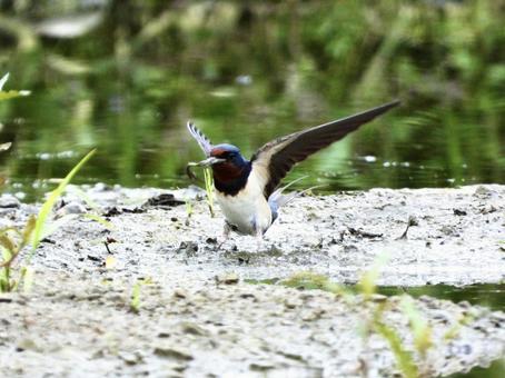 咥えたまま飛び立つツバメ 鳥,野鳥,ツバメの写真素材