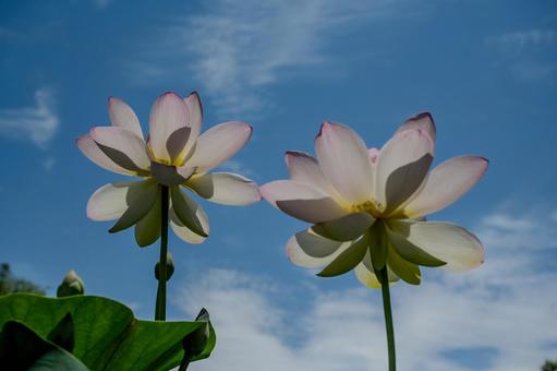 Ancient Lotus Village 2025, JPG Ancient Lotus Village 2025, JPG