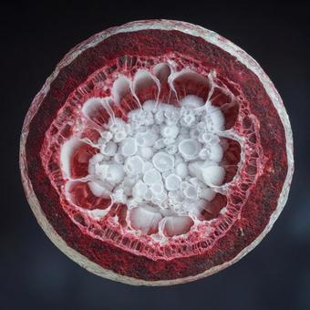 結晶化した鉱物構造を見せるジオードの断面 結晶化した鉱物構造を見せるジオードの断面の写真