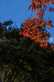 紅葉 紅葉の写真