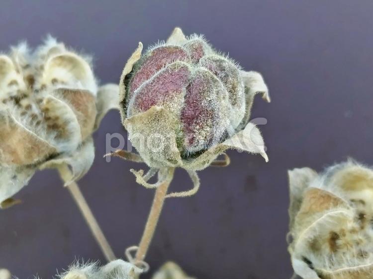 侘しい”枯れ芙蓉”は冬の季語 花,枯れ芙蓉,芙蓉の写真素材