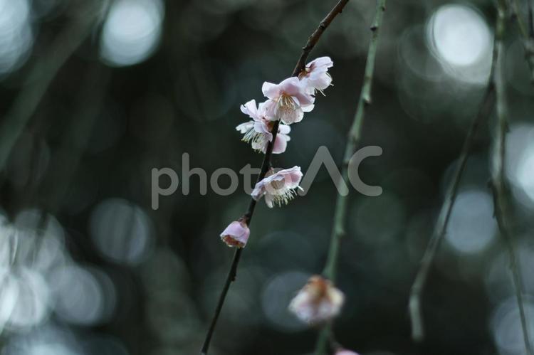 枝垂れ桜 つぼみ,ぼかし,ブランチの写真素材