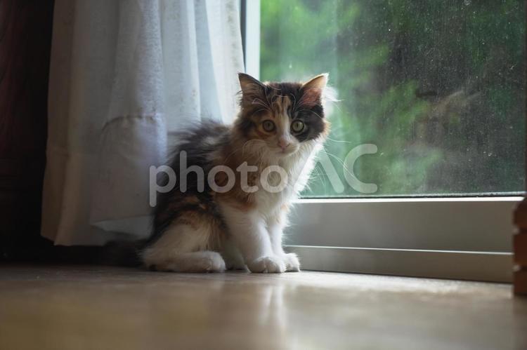 窓辺の三毛の子猫 ミケ,模様,黒の写真素材