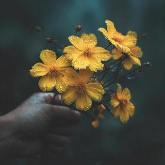 優しく手で包み込まれた黄色の花束 優しく手で包み込まれた黄色の花束の写真