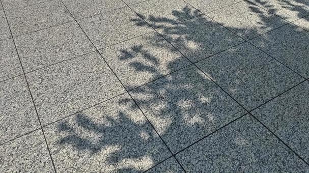 Tree shadow on the ground, the shadow of a tree, shadow, summer, JPG