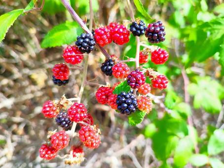 可愛く実るブラックベリー 可愛く実るブラックベリーの写真