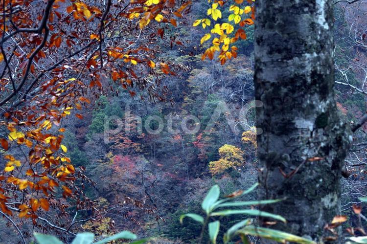信州の秋31 紅葉,もみじ,モミジの写真素材