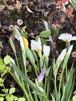 花の開花前 花の開花前,花,屋外の写真素材