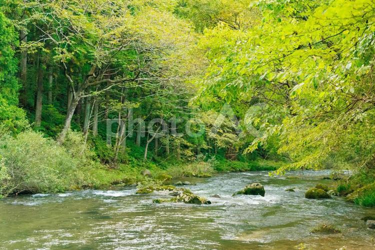 新緑の森の渓流 新緑,森,渓流の写真素材