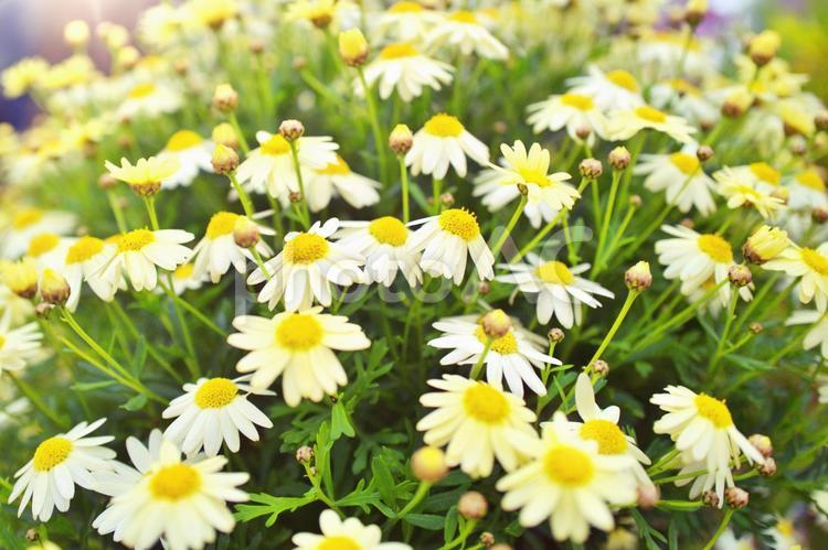 白い花　マーガレット　花壇 ガーデン,庭,癒しの写真素材