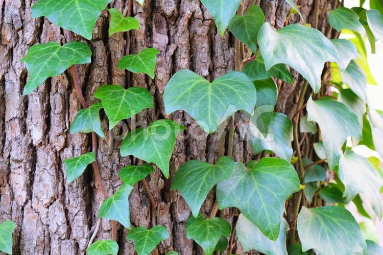 木に巻きつくツタ 葉,ツタ,植物の写真素材