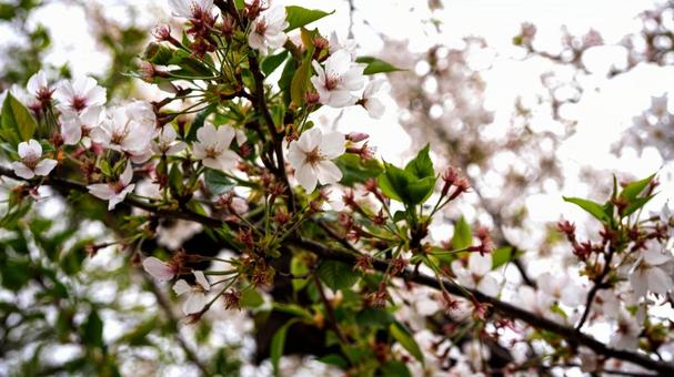 満開の桜のクローズアップ マクロ撮影 満開の桜のクローズアップ マクロ撮影 桜まつり,ソメイヨシノ,桜並木の写真素材