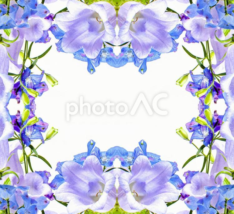 紫と青のシックな2種花柄イメージ素材 花,紫,デルフィニウムの写真素材