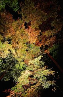 夜空に浮かぶ紅葉のライトアップ 紅葉,もみじ,モミジの写真素材