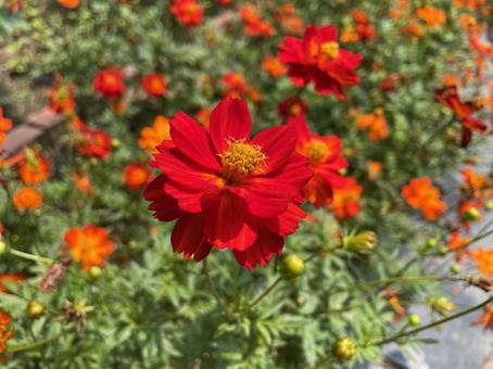 Yellow Cosmos, JPG Yellow Cosmos, JPG